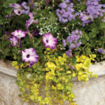 Purple petunias and purple asters in a stone planter with trailing green foliage.