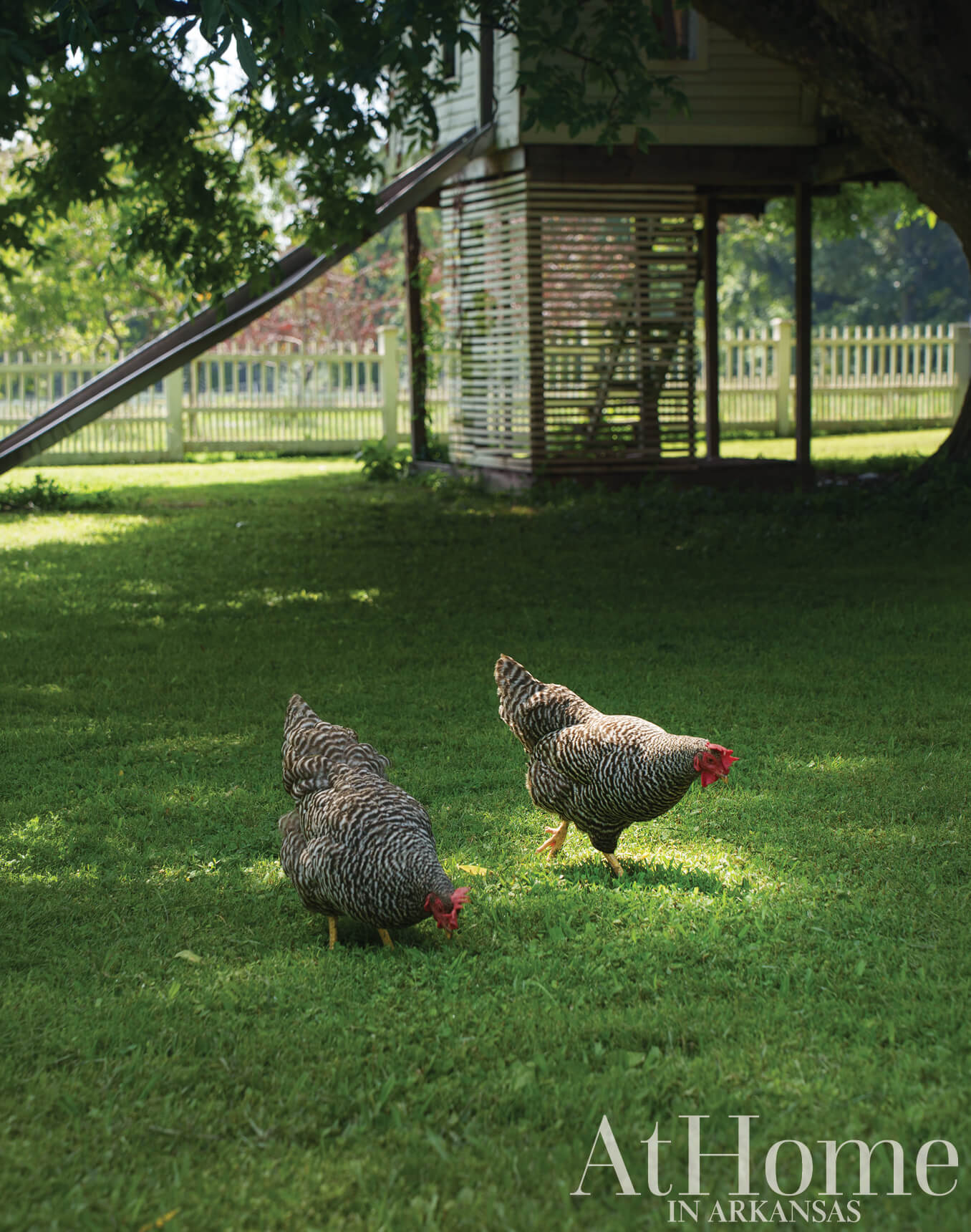 Chickens in a grassy yard with a wooden structure and fence.