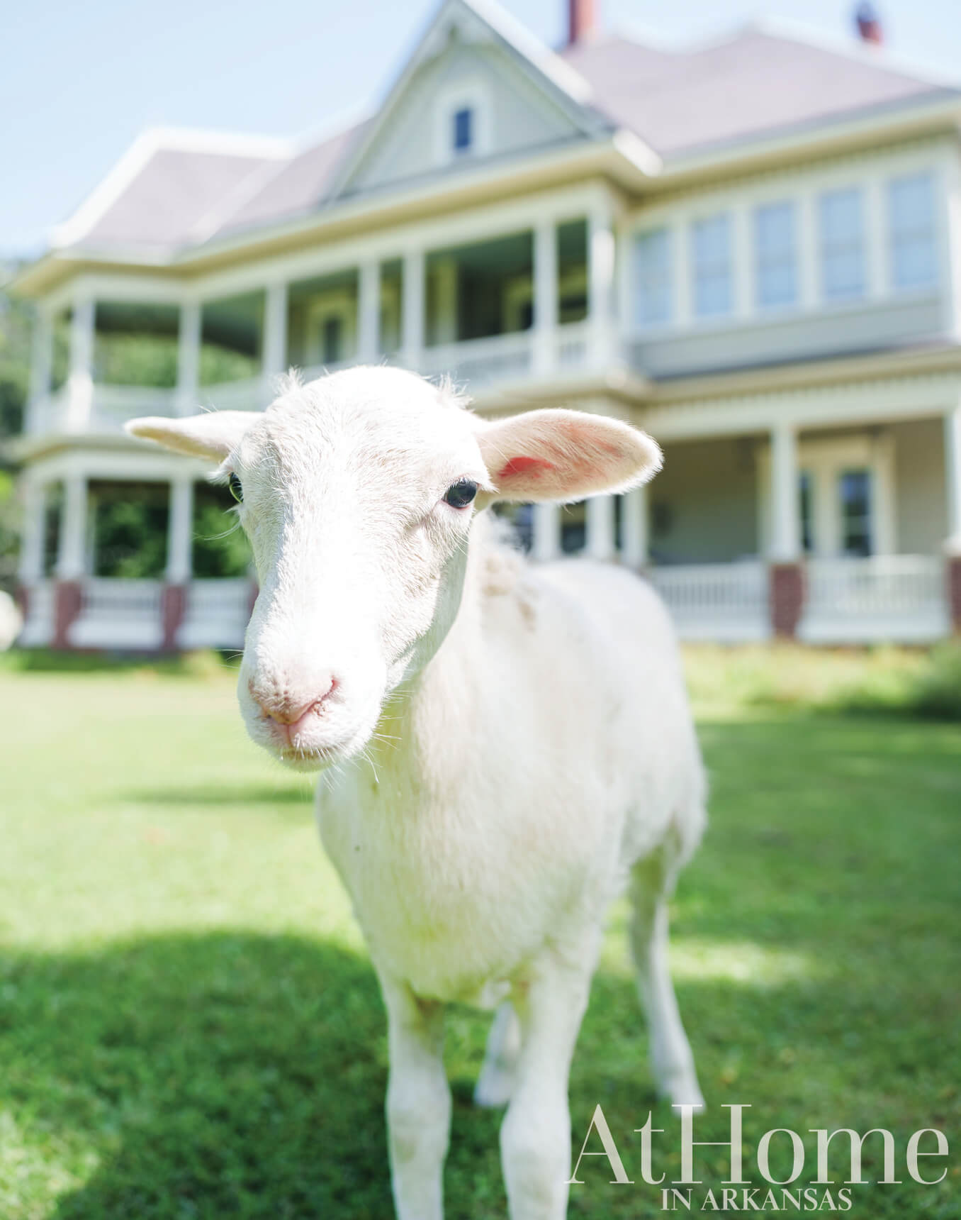 White lamb in front of a Victorian house.